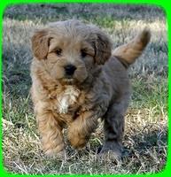 TB pups 6.5 wks old 22