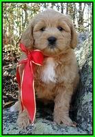 TB pups 8 wks old 20