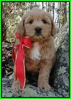 TB pups 8 wks old 22