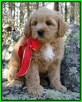 TB pups 8 wks old 23