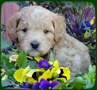 TB pups 5 wks old 29