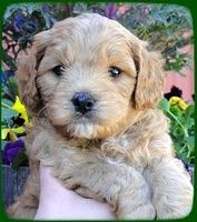 TB pups 5 wks old 31