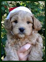 TB pups 6 wks old 2