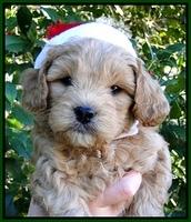 TB pups 6 wks old 3