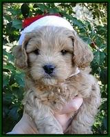 TB pups 6 wks old 4