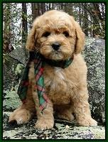 TB pups 8 wks old 10