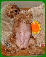 Tia day 60 of preg 1