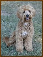 Tia new groom 8 mos old 002