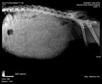 Tia preg xrays 1