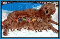 Group Pictures