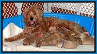 TB pups 2 wks old 11
