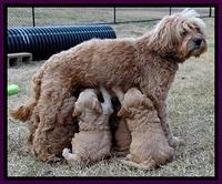 TB pups 5 wks old 701