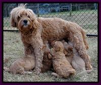 TB pups 5 wks old 711