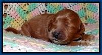 TB pups 2 wks old 41
