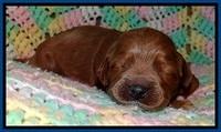 TB pups 2 wks old 51
