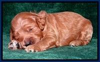TB pups 2 wks old 82
