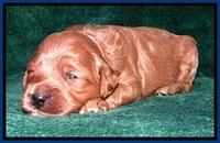 TB pups 2 wks old 92