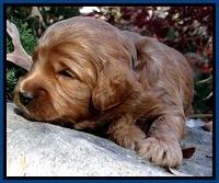 TB pups 3 wks old 41
