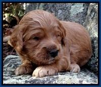 TB pups 3 wks old 61