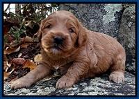 TB pups 3 wks old 71