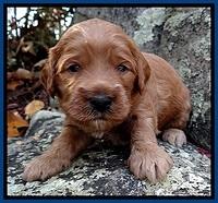 TB pups 3 wks old 81