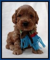 TB pups 4 wks old 231