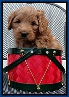 TB pups 5 wks old 191
