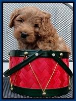TB pups 5 wks old 201