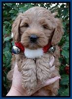 TB pups 6 weeks old 241