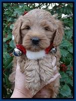 TB pups 6 weeks old 251