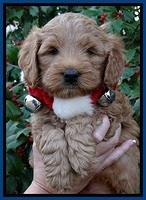 TB pups 6 weeks old 271