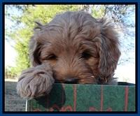 TB pups 7 wks old 271