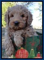 TB pups 7 wks old 281
