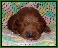 TB pups 2 wks old 141