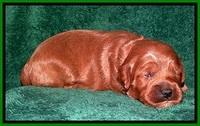 TB pups 2 wks old 242