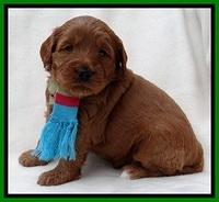TB pups 4 wks old 31