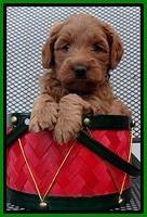 TB pups 5 wks old 241