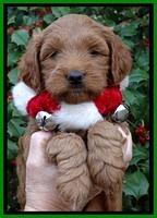 TB pups 6 weeks old 621