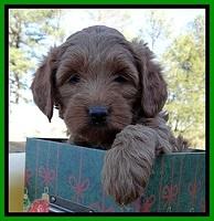 TB pups 7 wks old 181
