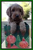 TB pups 7 wks old 191