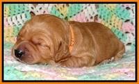 TB pups 2 wks old 201