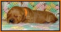 TB pups 2 wks old 231