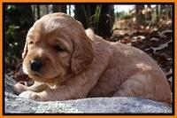 TB pups 3 wks old 271