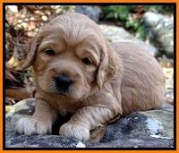 TB pups 3 wks old 281