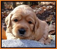 TB pups 3 wks old 291