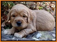 TB pups 3 wks old 311