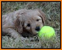 TB pups 5 wks old 351