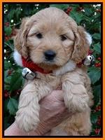 TB pups 6 weeks old 401