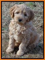TB pups 8 weeks old 3!10