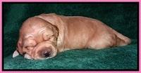 TB pups 2 wks old 32